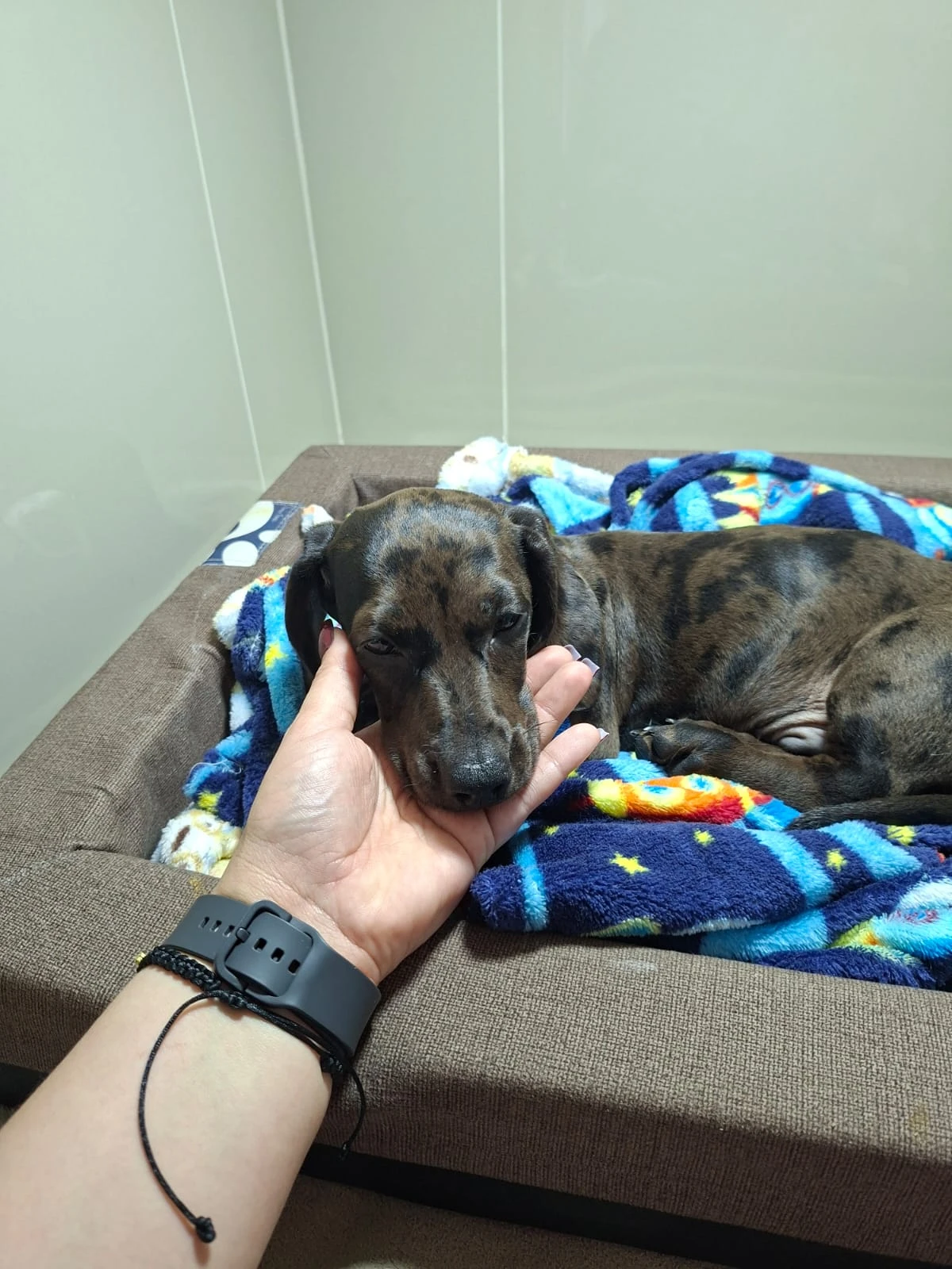Procedimento veterinário especializado